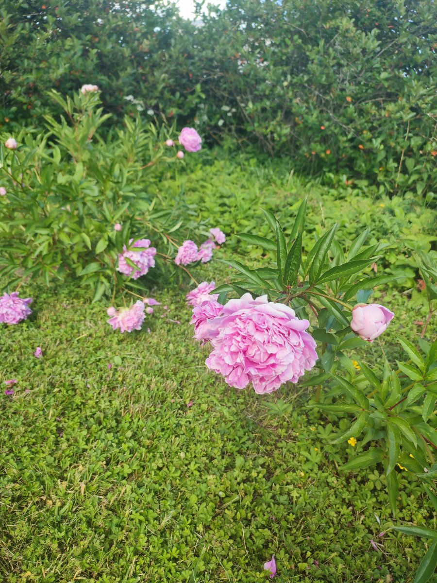 IMG_20260623_161412.jpg