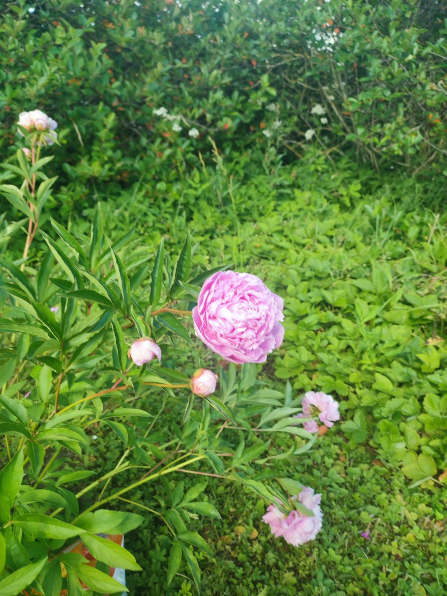 IMG_20260623_161415.jpg