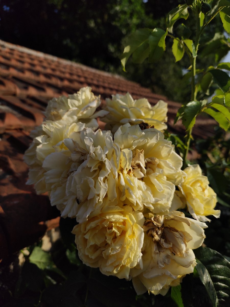 IMG_20260626_074848.jpg