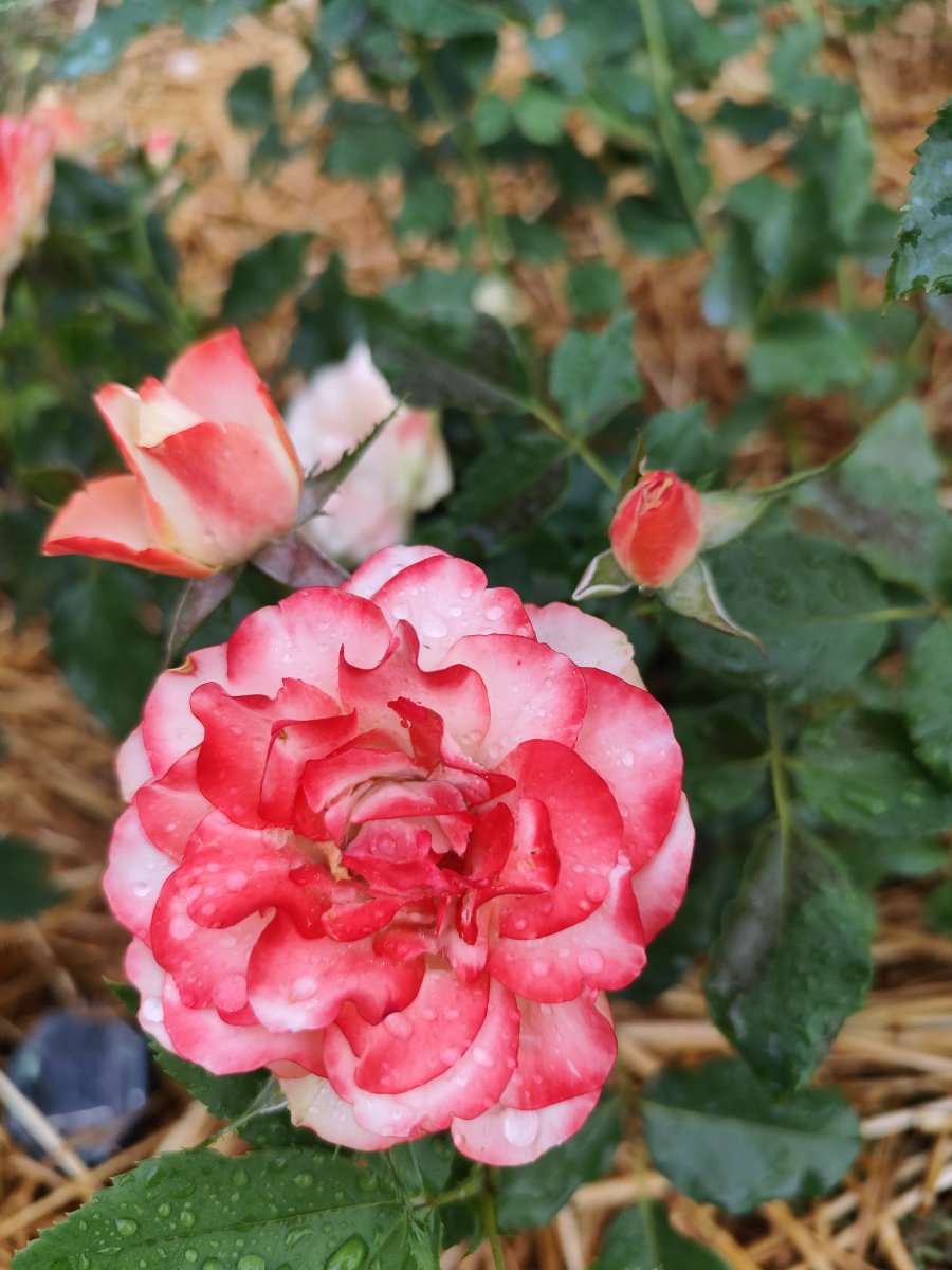 IMG_20260627_211113.jpg