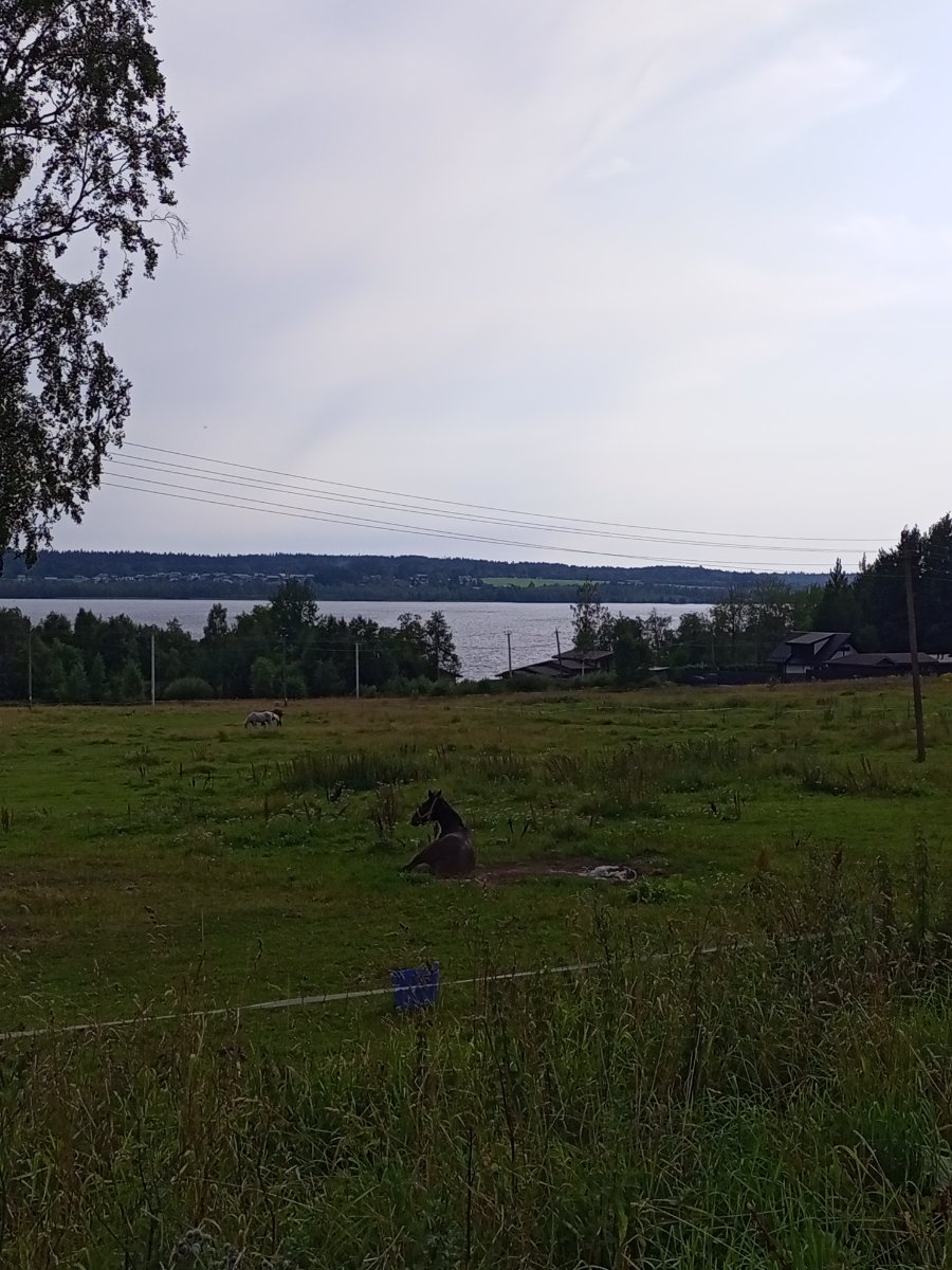 IMG_20260801_162928_736.jpg
