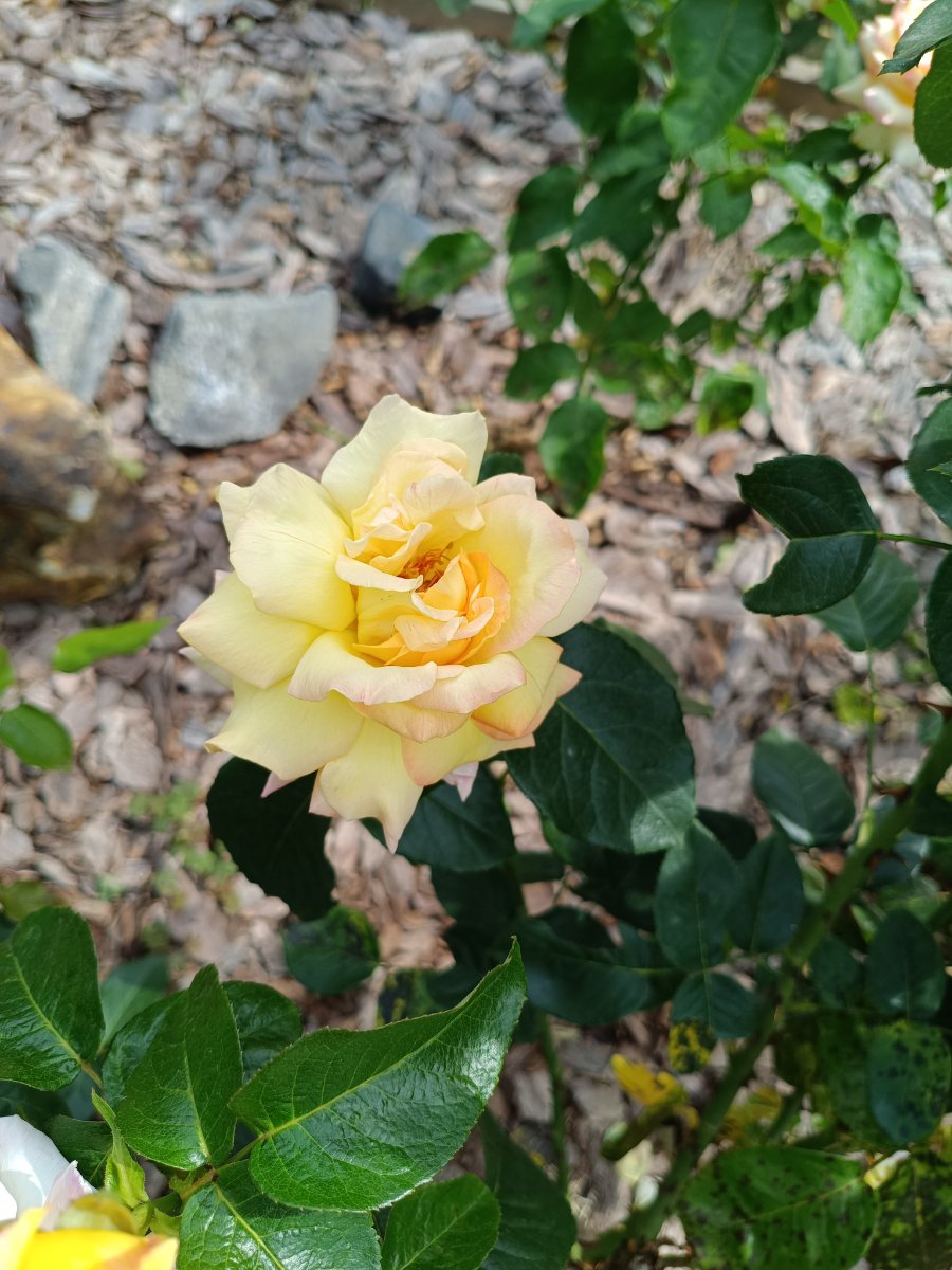 IMG_20260811_140333.jpg