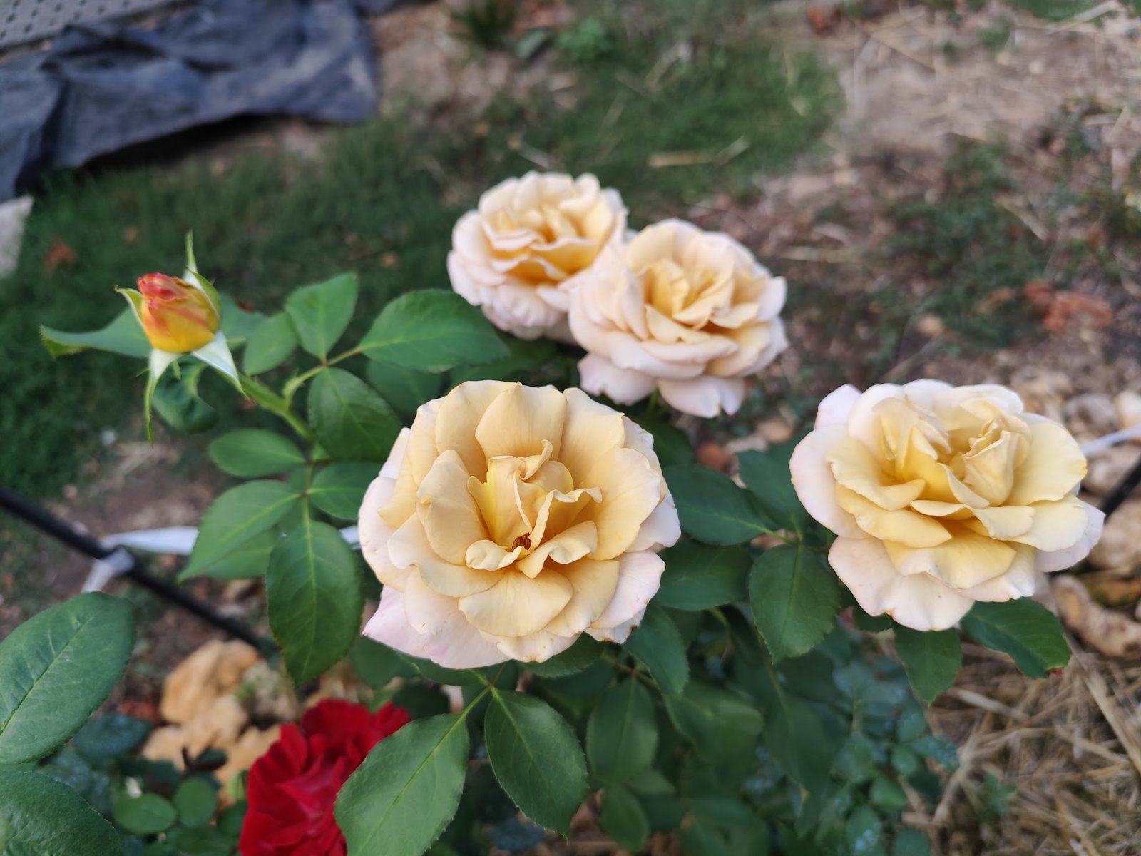 IMG_20260825_200853.jpg