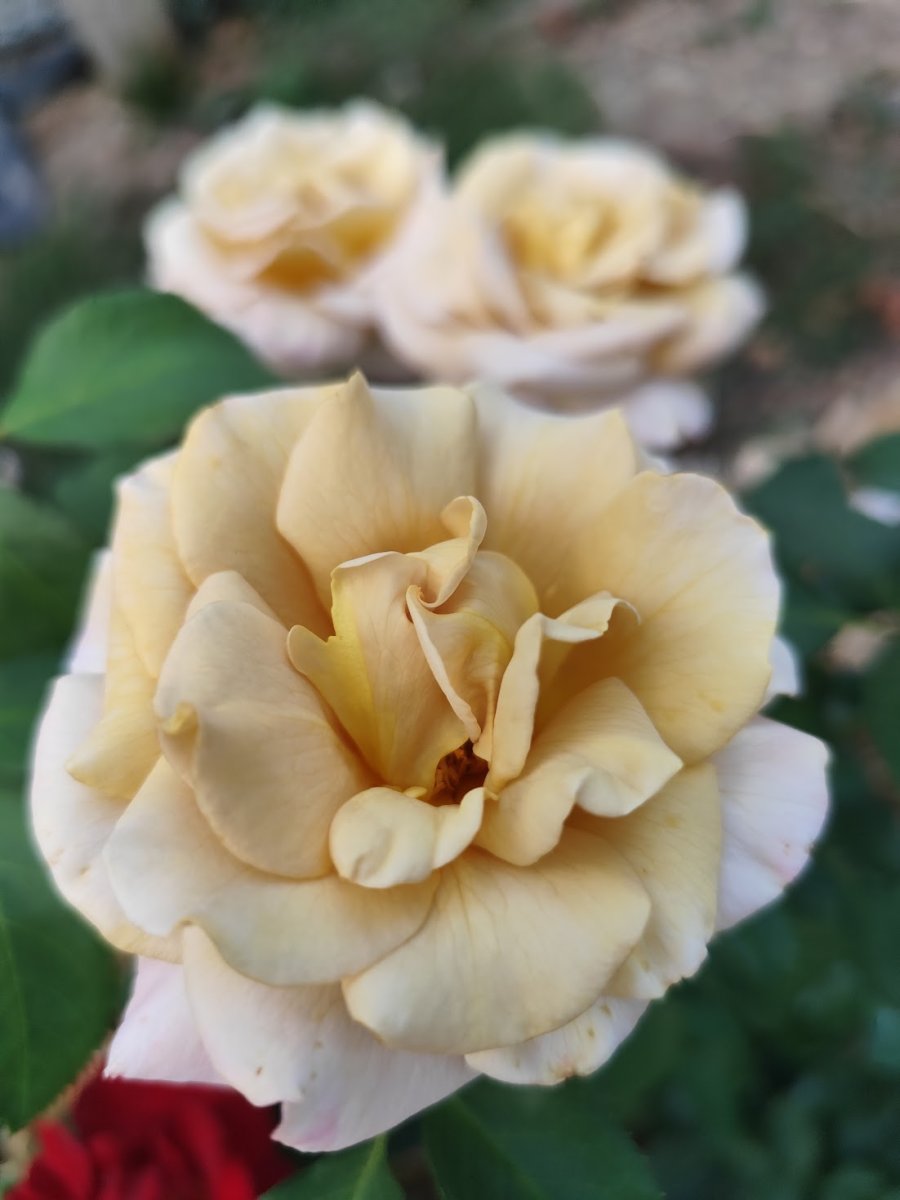 IMG_20260825_200908.jpg