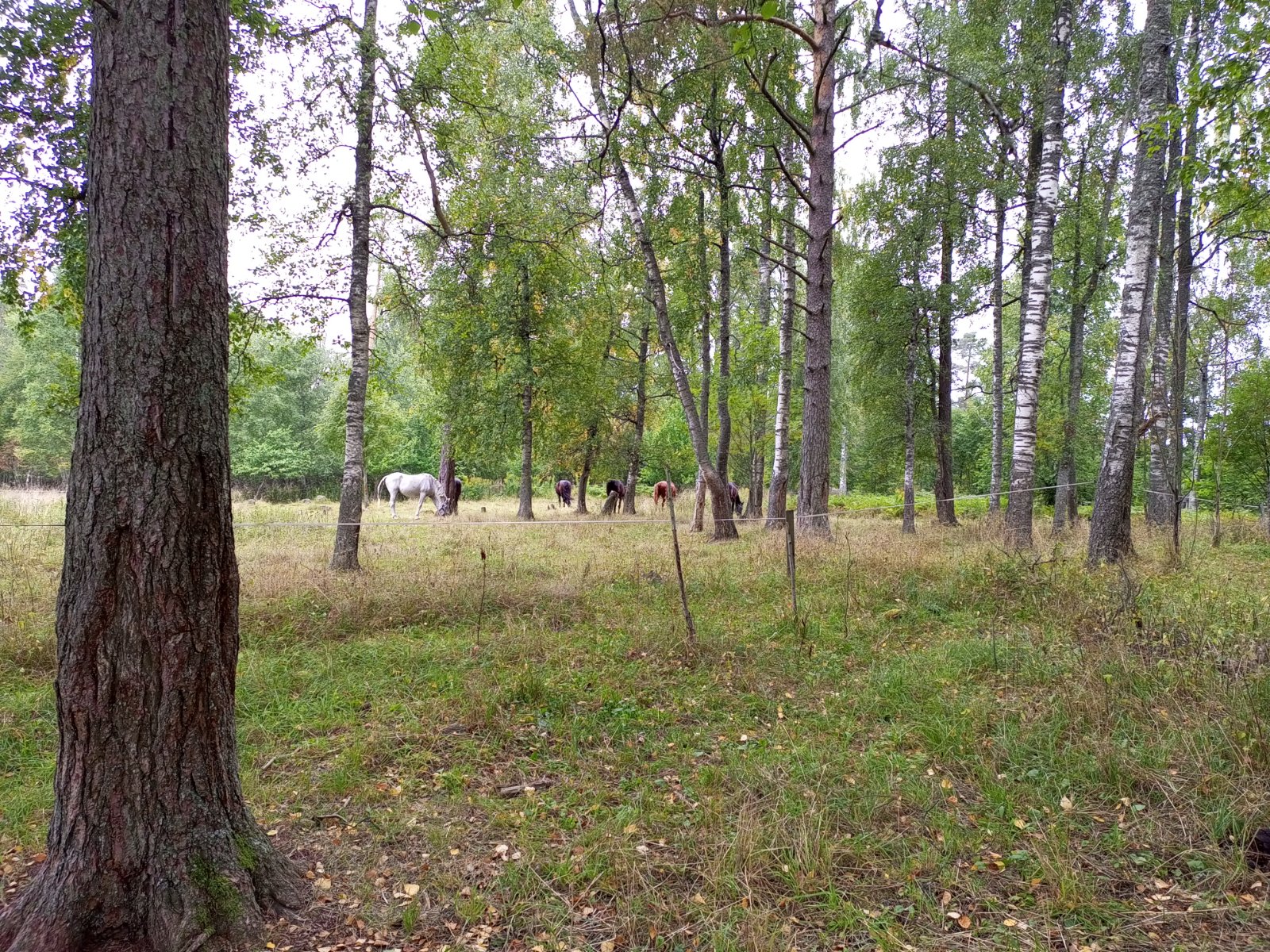 IMG_20260830_123753_890.jpg