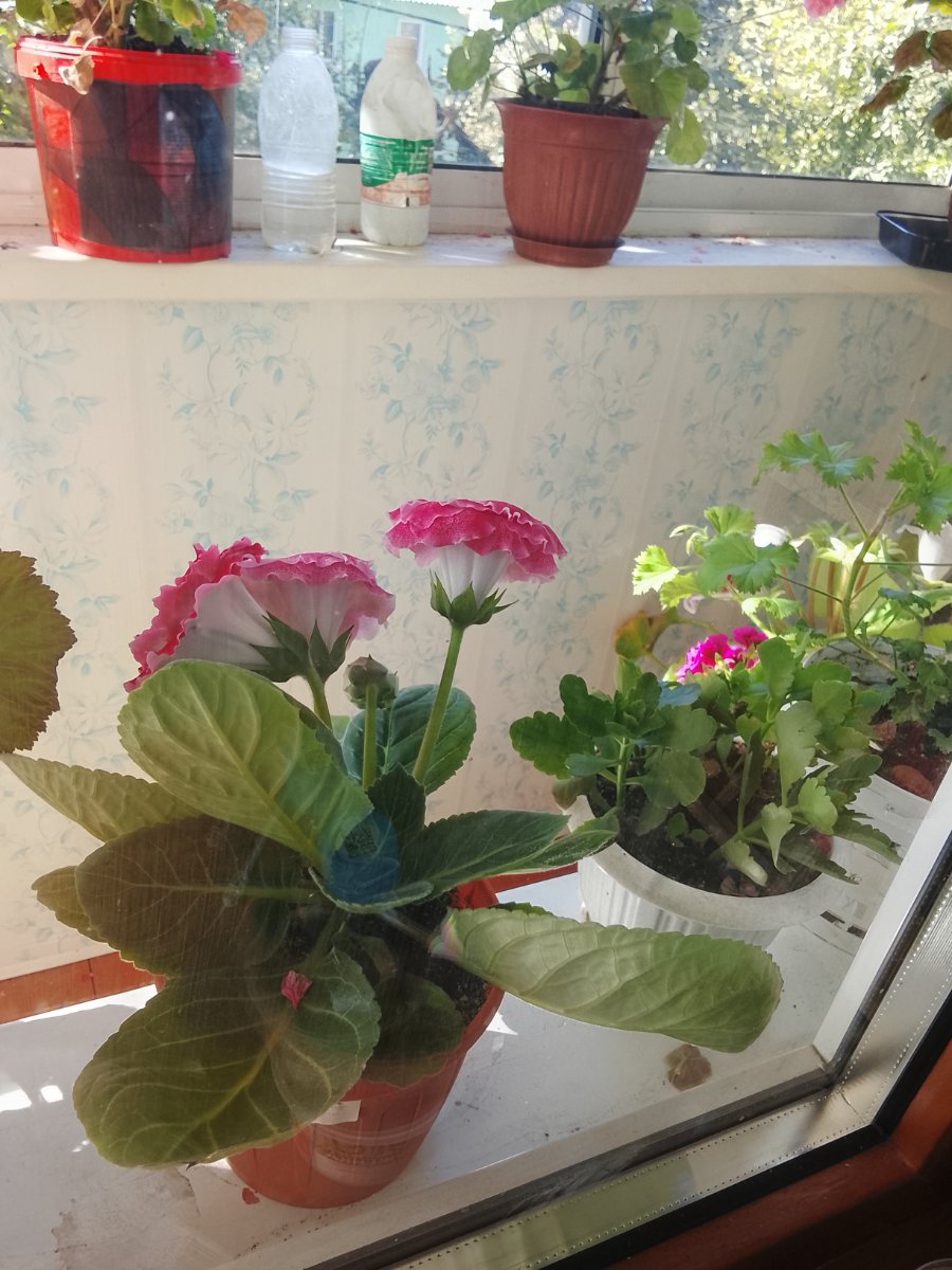 IMG_20260909_102506.jpg