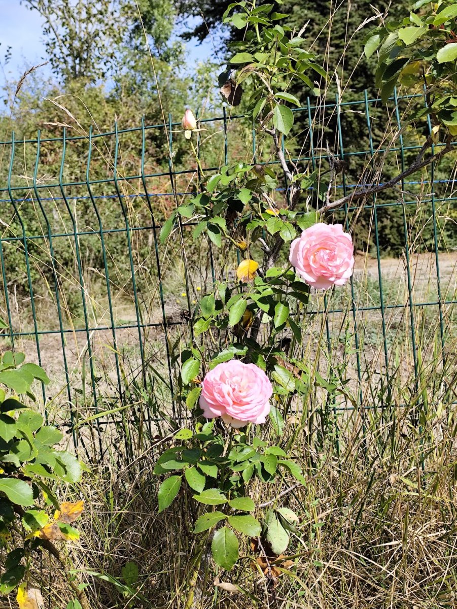 IMG_20260919_115154.jpg