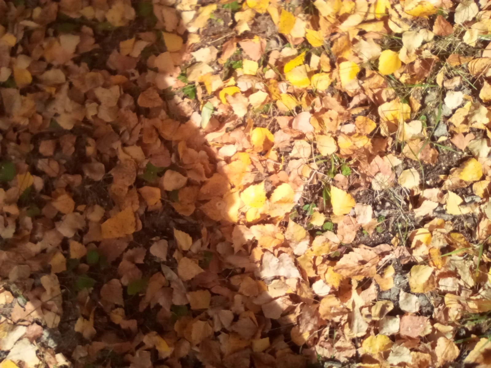 IMG_20260924_132707_4CS.webp