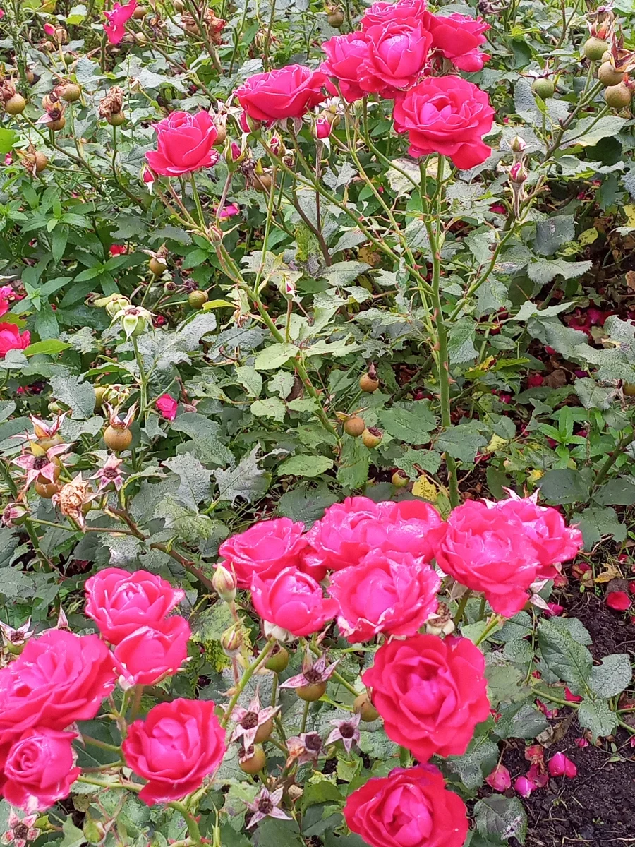 IMG_20260928_082153_695.webp