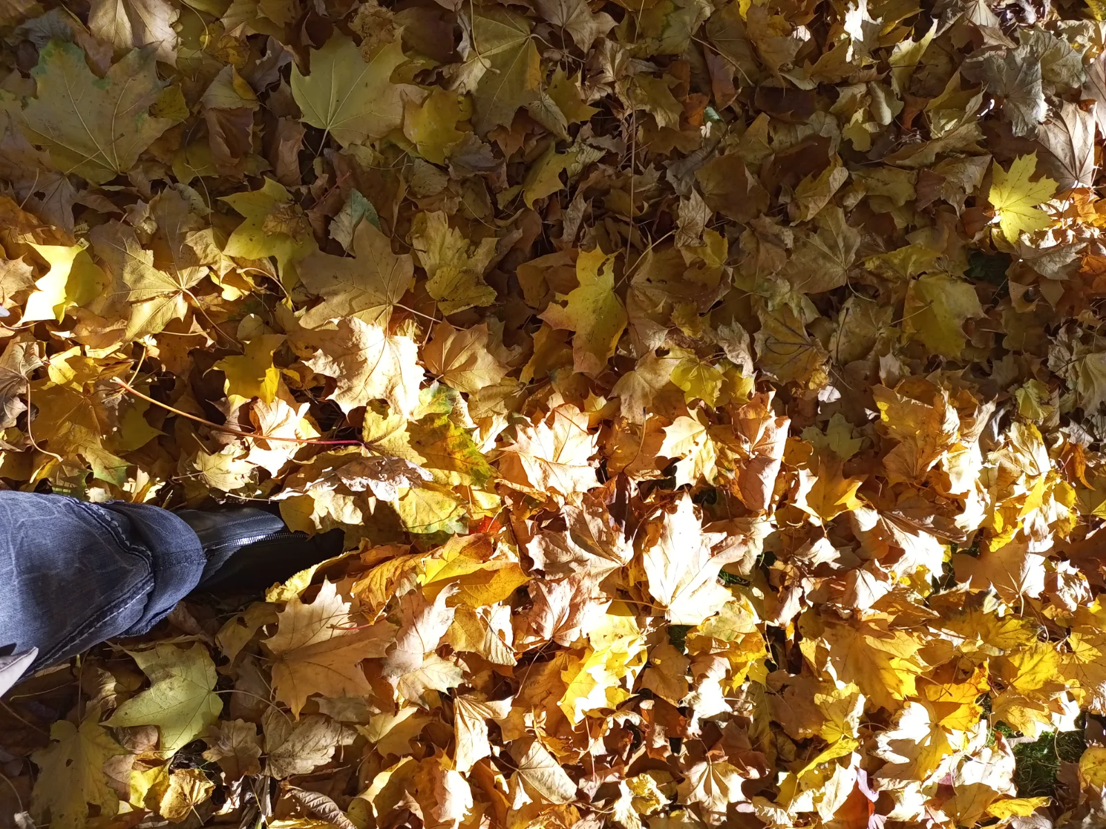 IMG_20261007_131021_441.webp