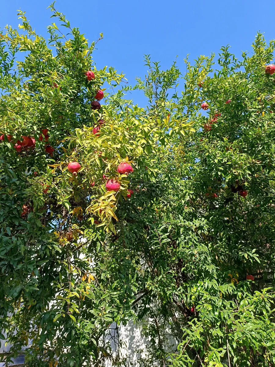 IMG_20261011_103306.webp