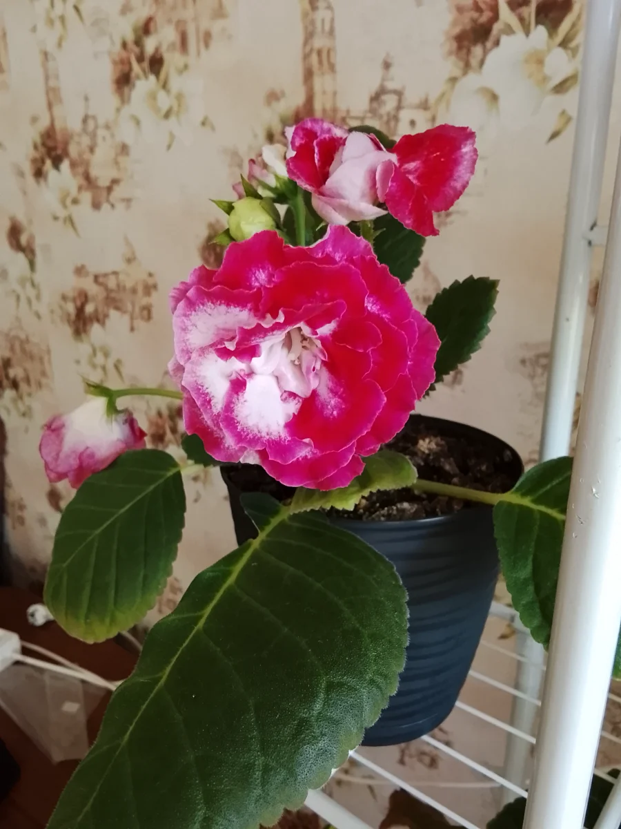 IMG_20261019_090851.webp
