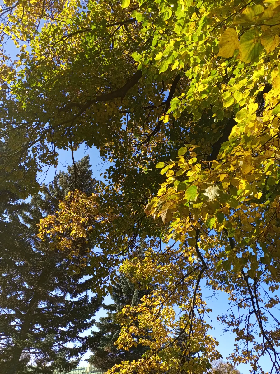 IMG_20261019_115438_203.webp