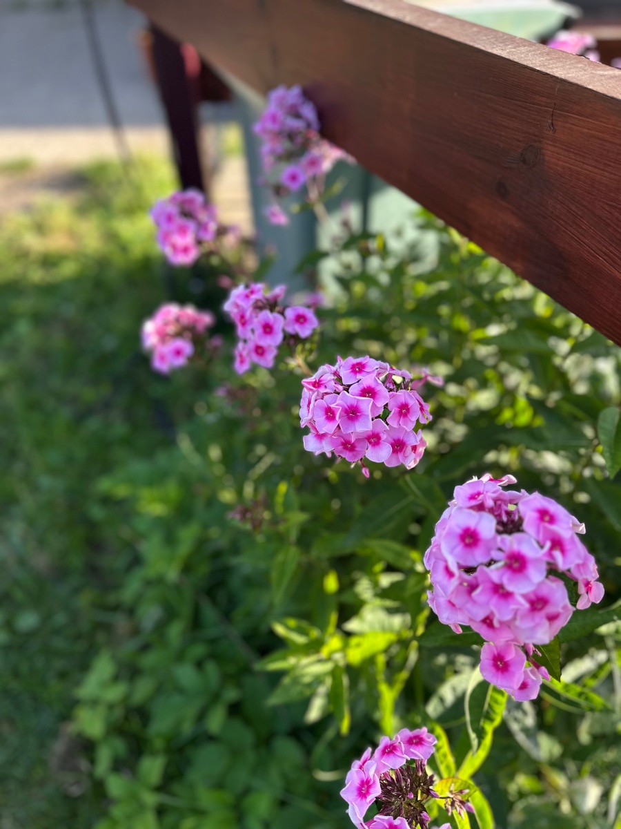 IMG_2063.jpeg