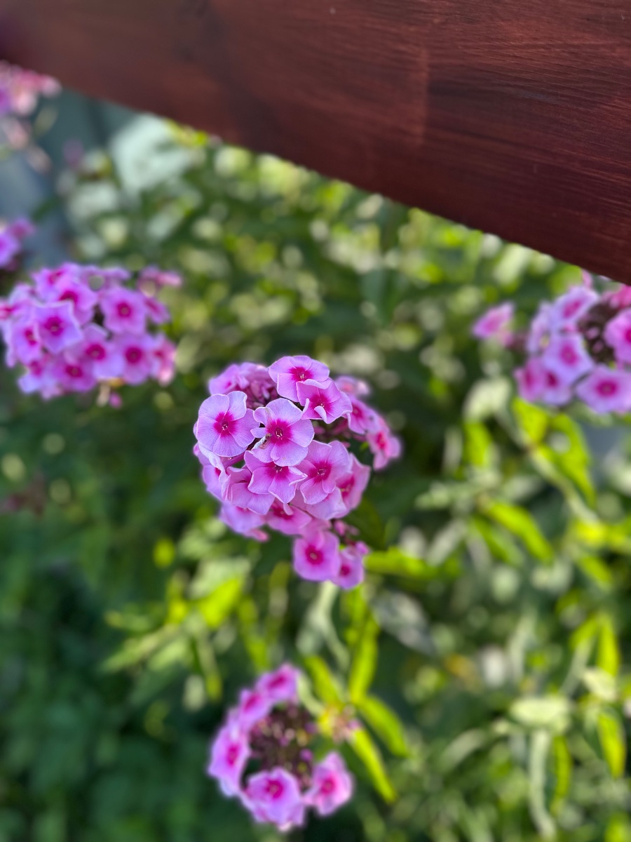 IMG_2064.jpeg