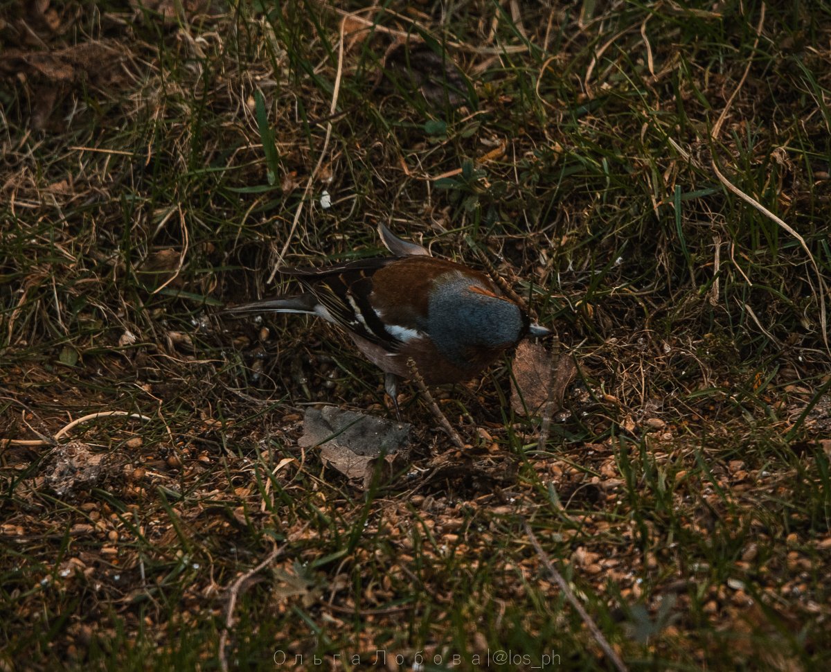 IMG_2124.jpg