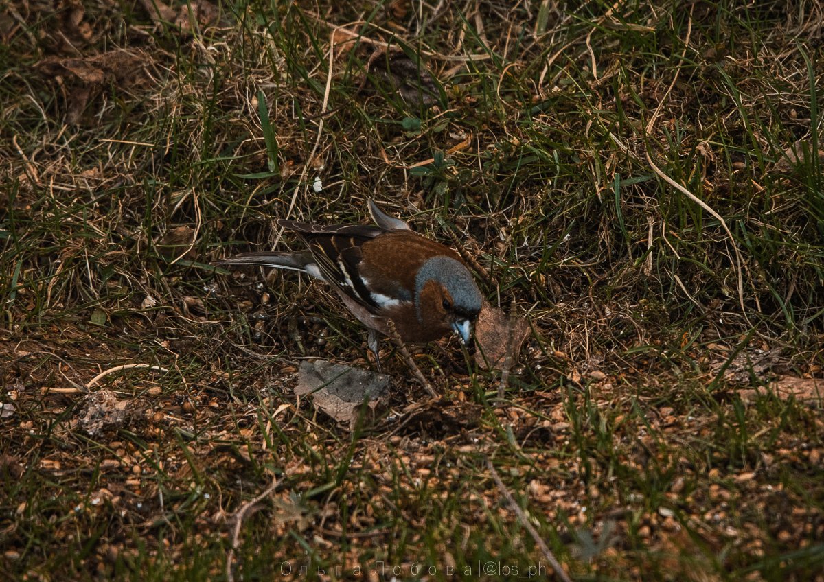 IMG_2134.jpg