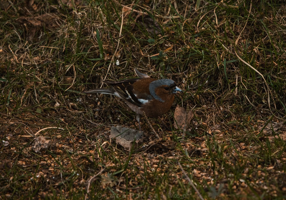 IMG_2138.jpg