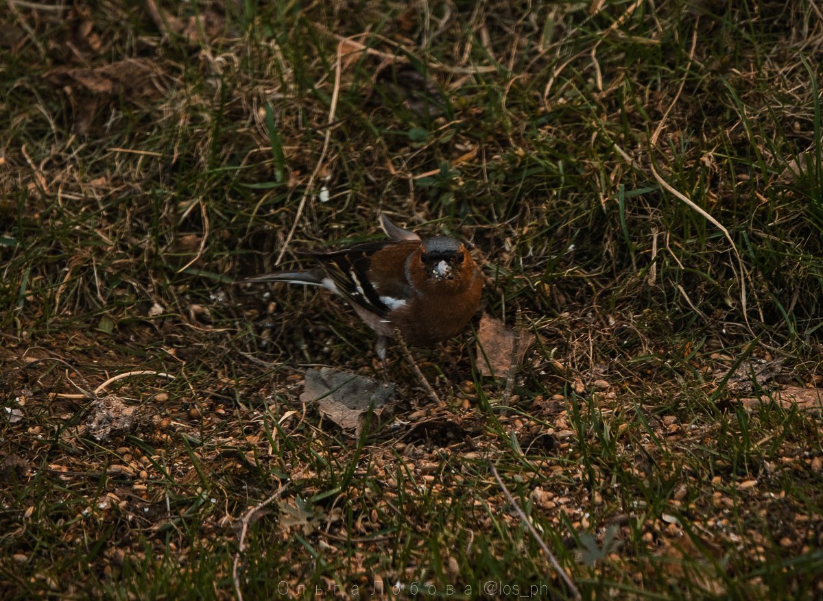 IMG_2141.jpg