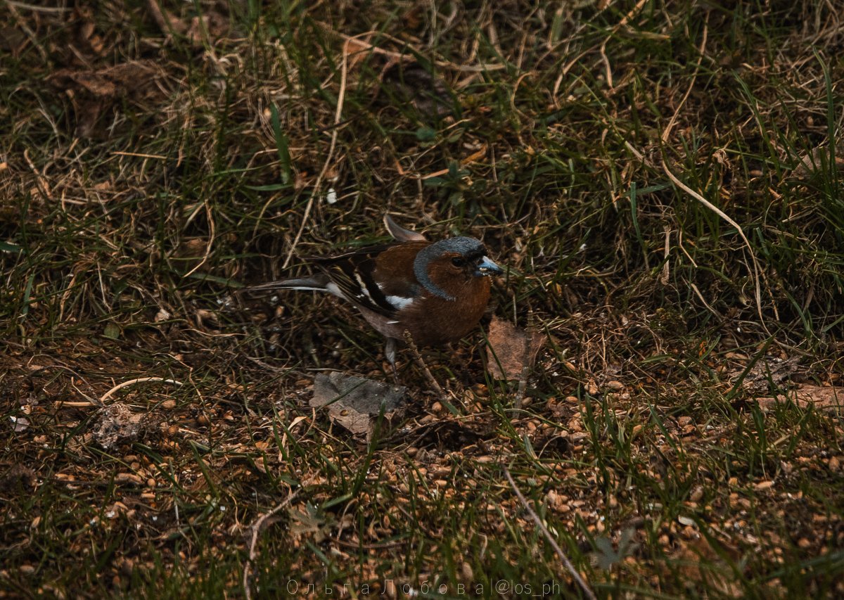 IMG_2150.jpg