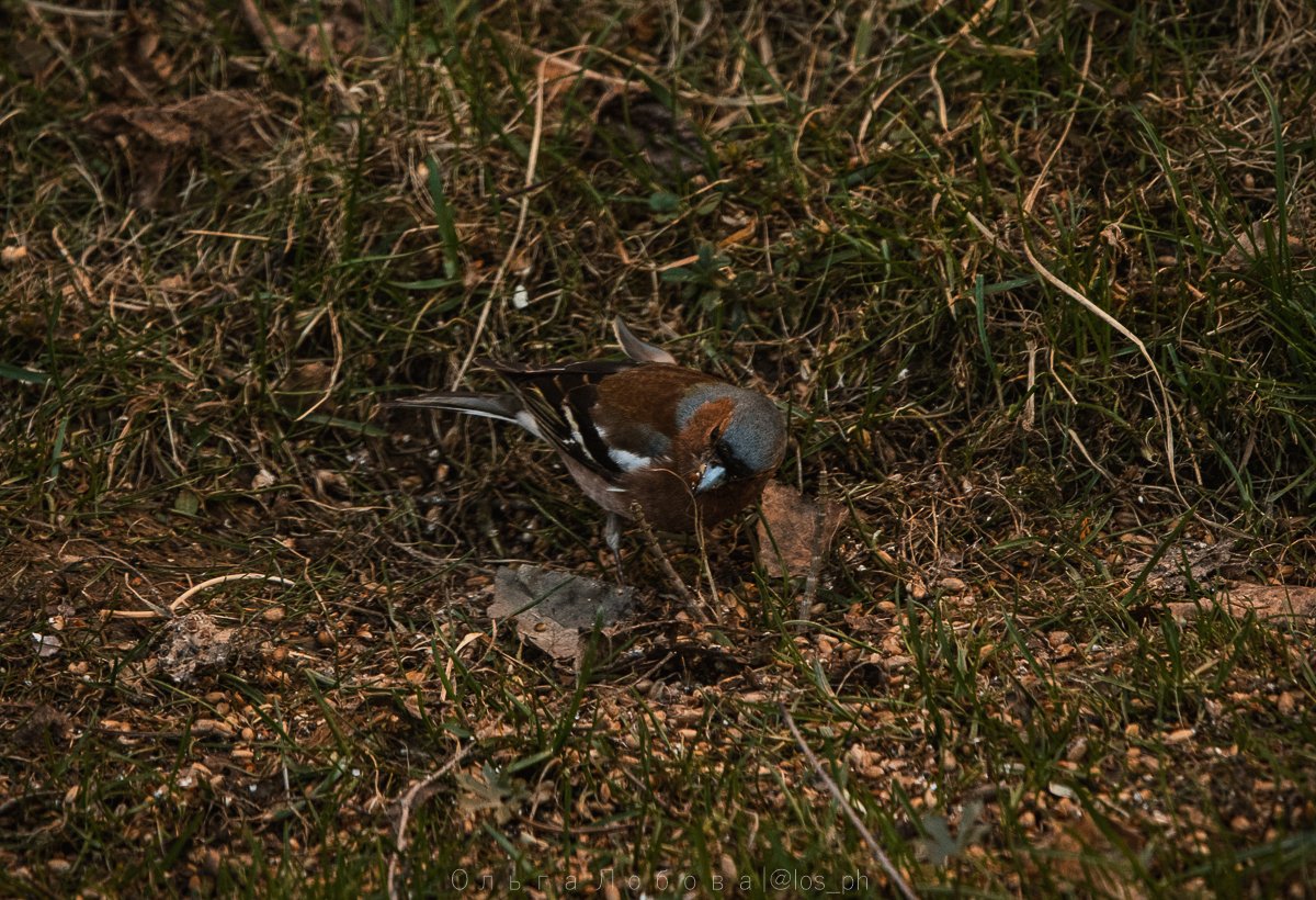 IMG_2161.jpg