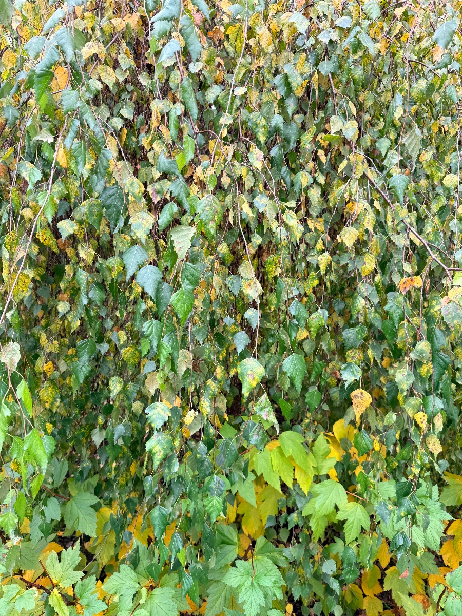 IMG_2376.jpeg
