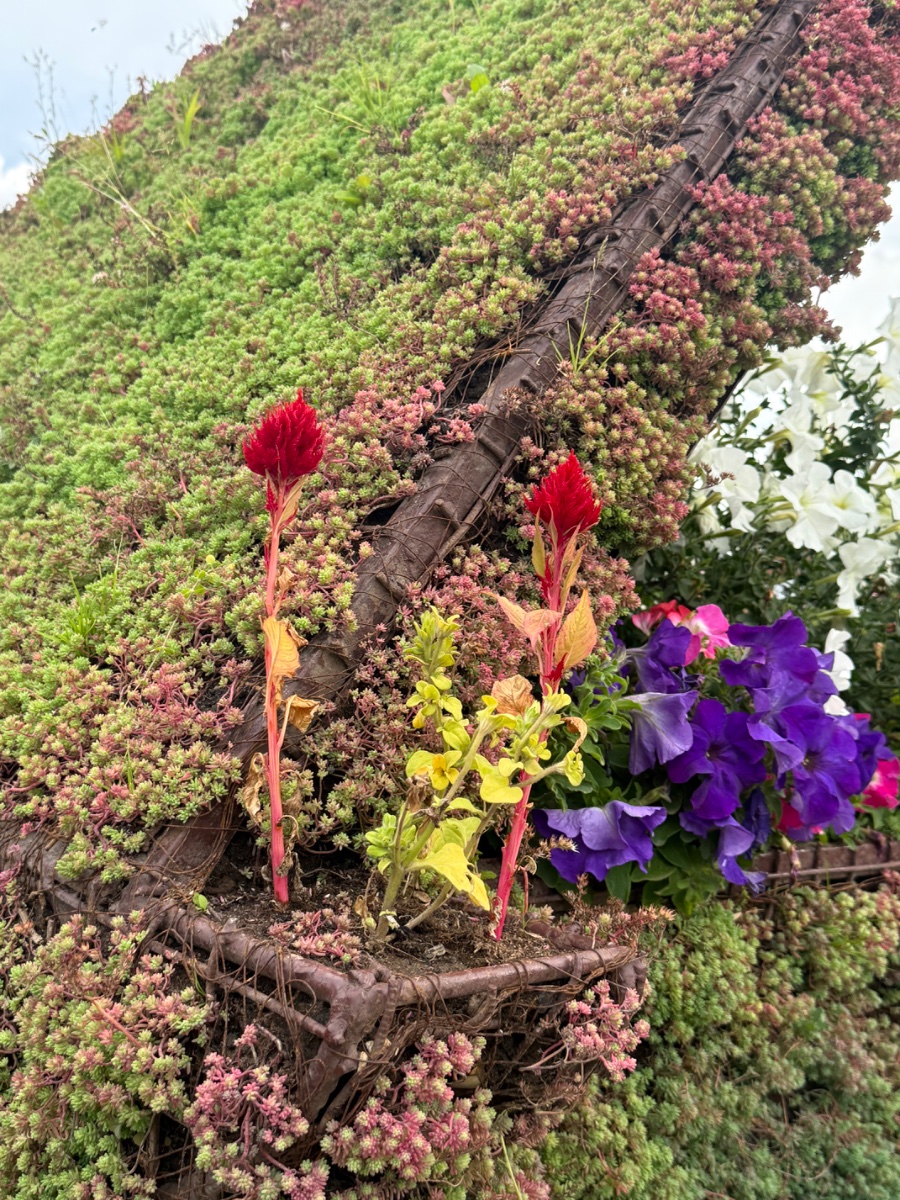 IMG_2416.jpeg