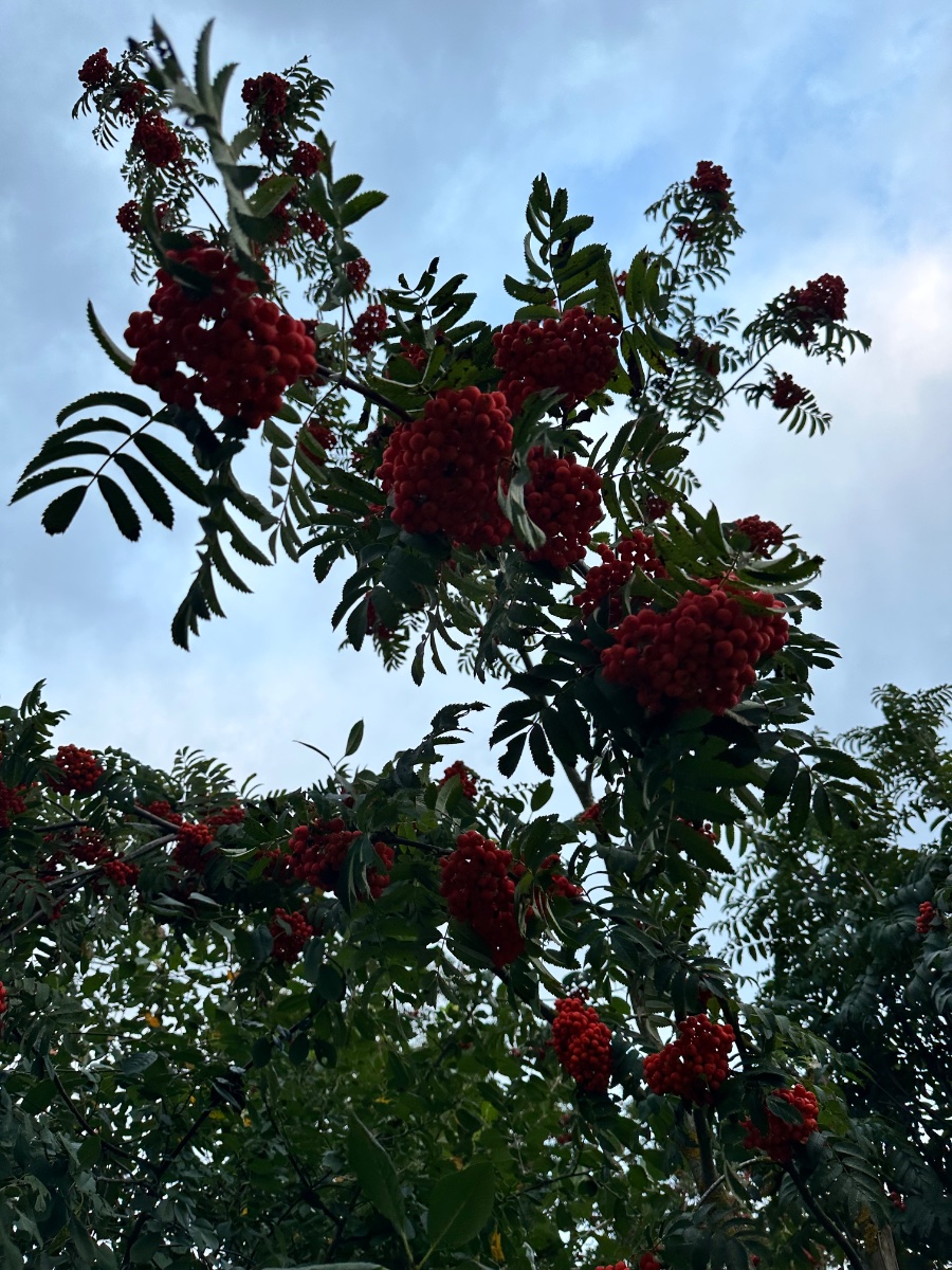 IMG_2545.jpeg