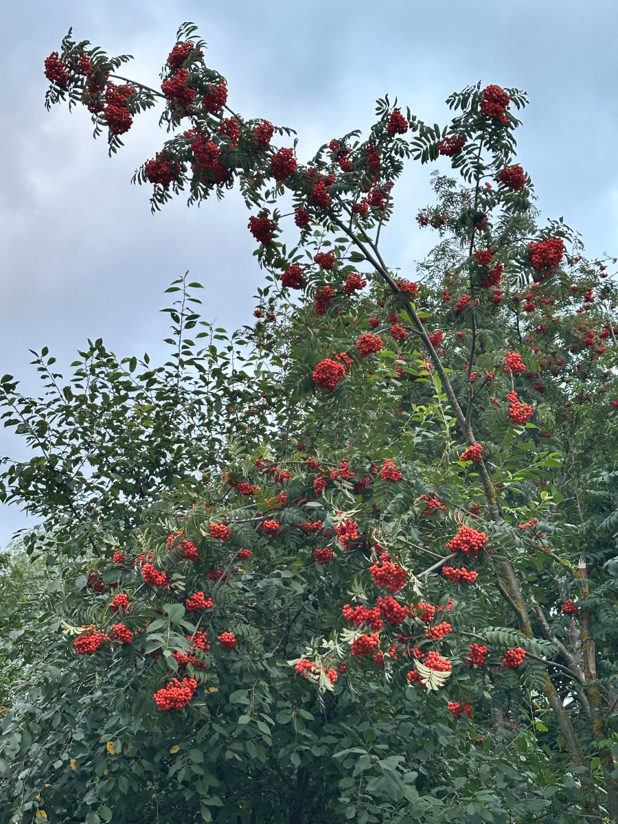 IMG_2547.jpeg