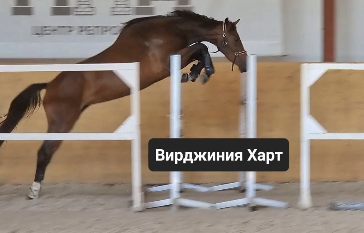 IMG_2550.jpeg