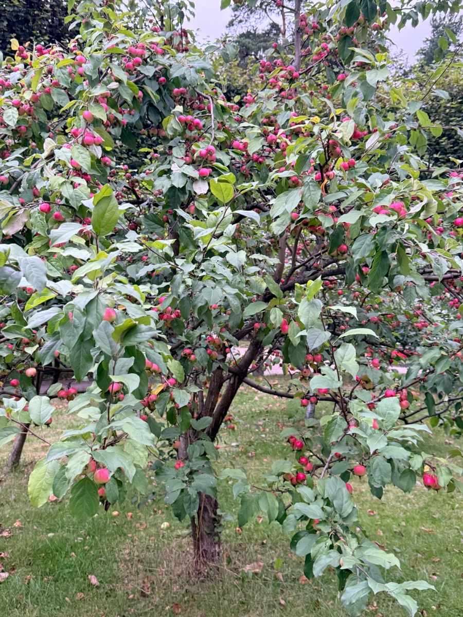 IMG_2764.jpeg