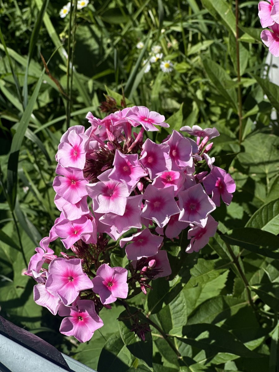 IMG_3249.jpeg