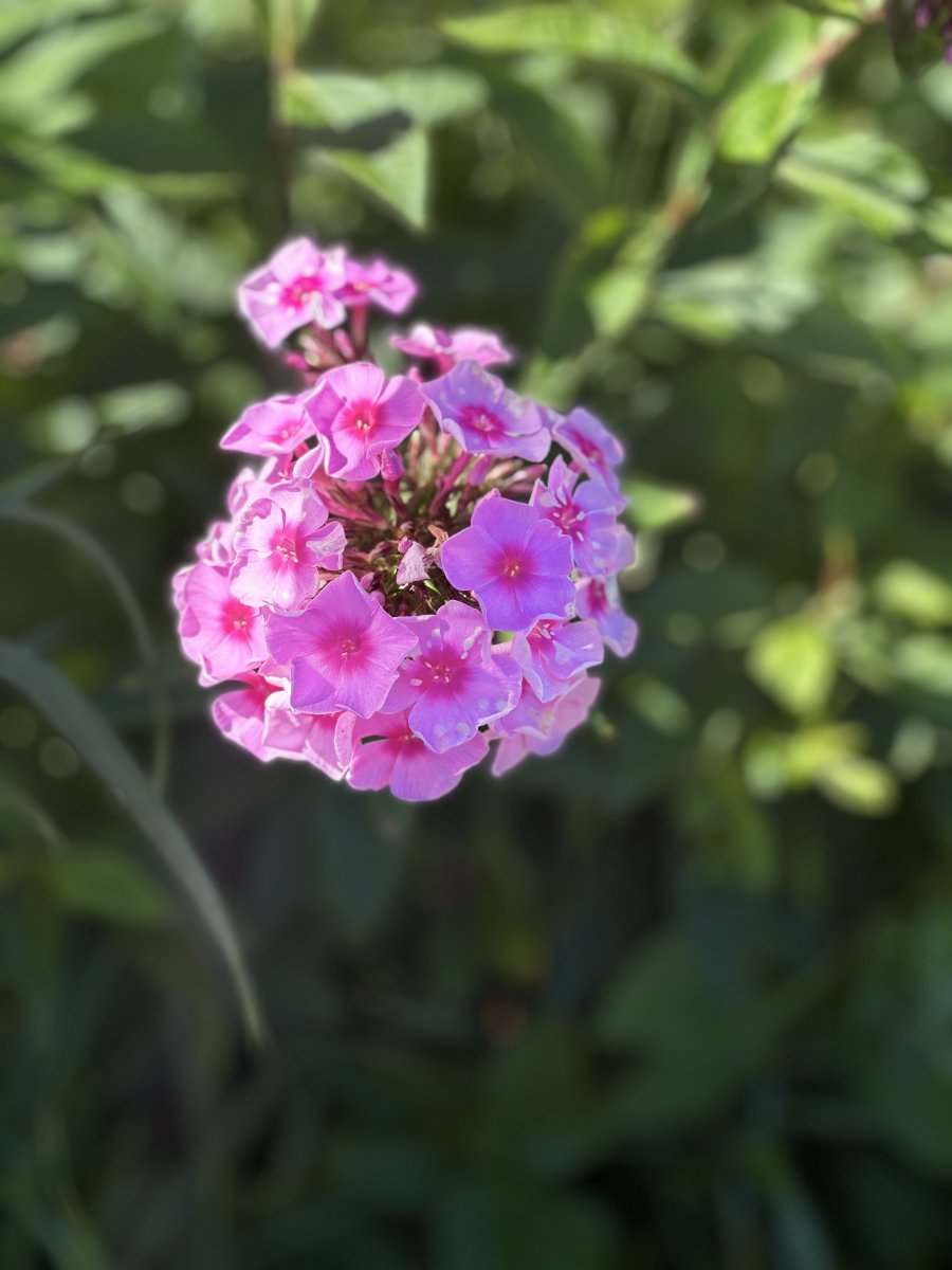 IMG_3251.jpeg