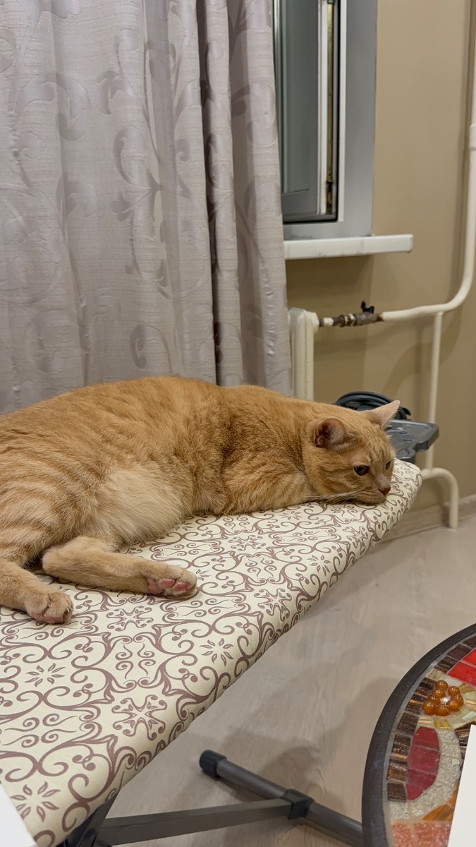 IMG_3436.jpeg