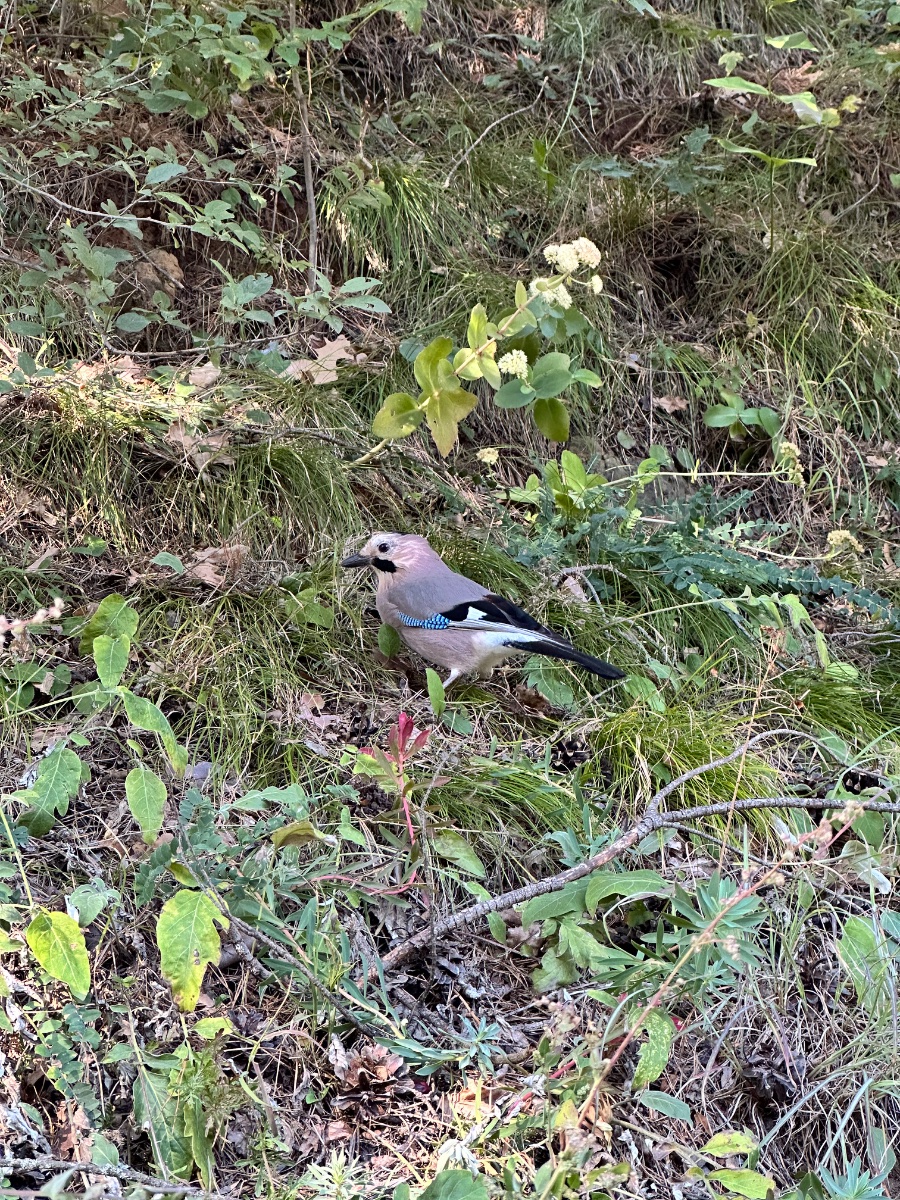 IMG_3598.jpeg