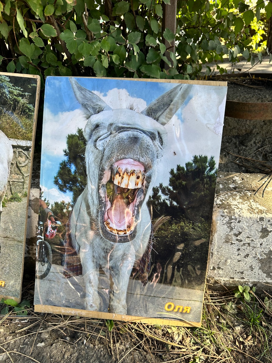 IMG_3706.jpeg