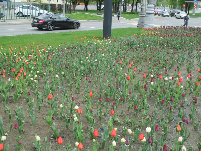 IMG_4042.JPG