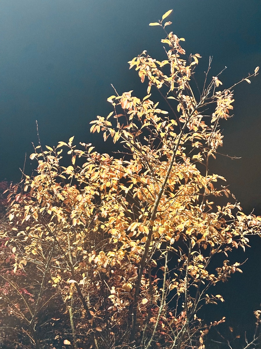 IMG_4146.jpeg