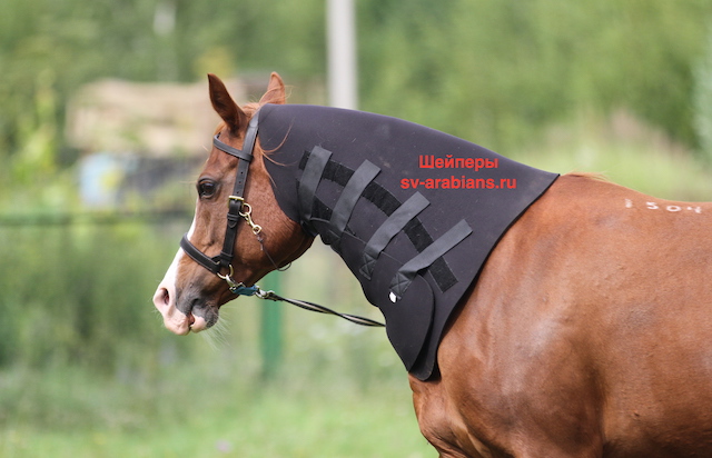 IMG_4251 — копия.JPG