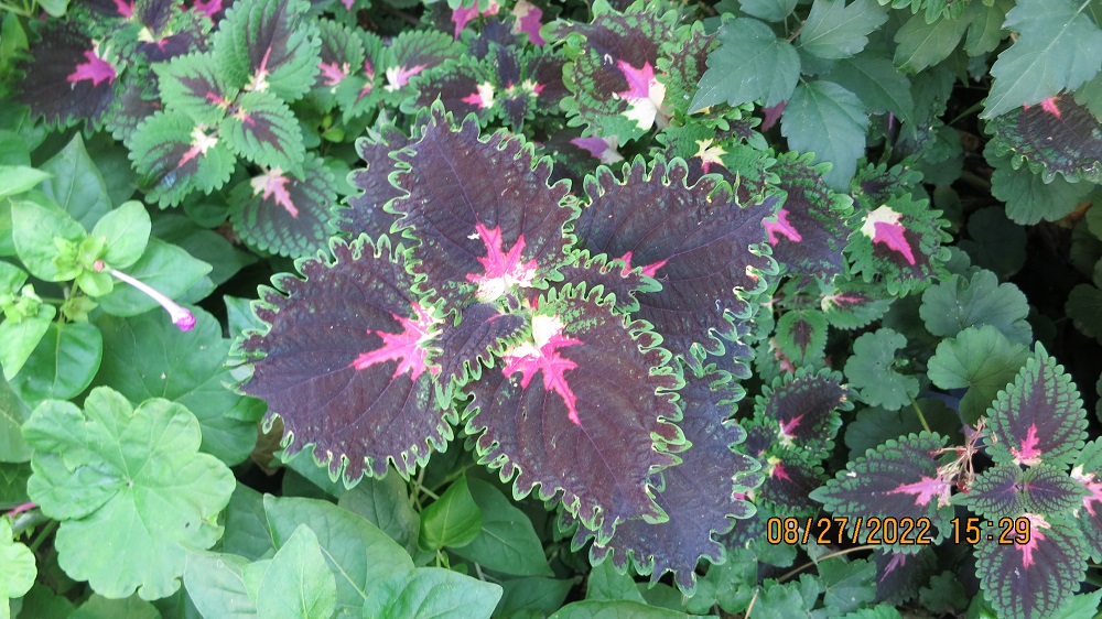 IMG_4369.JPG