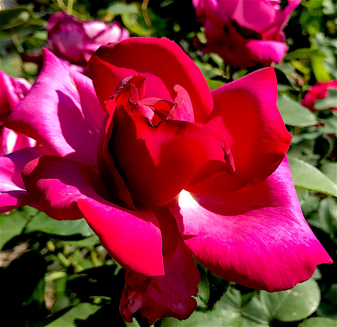 IMG_4481.jpg