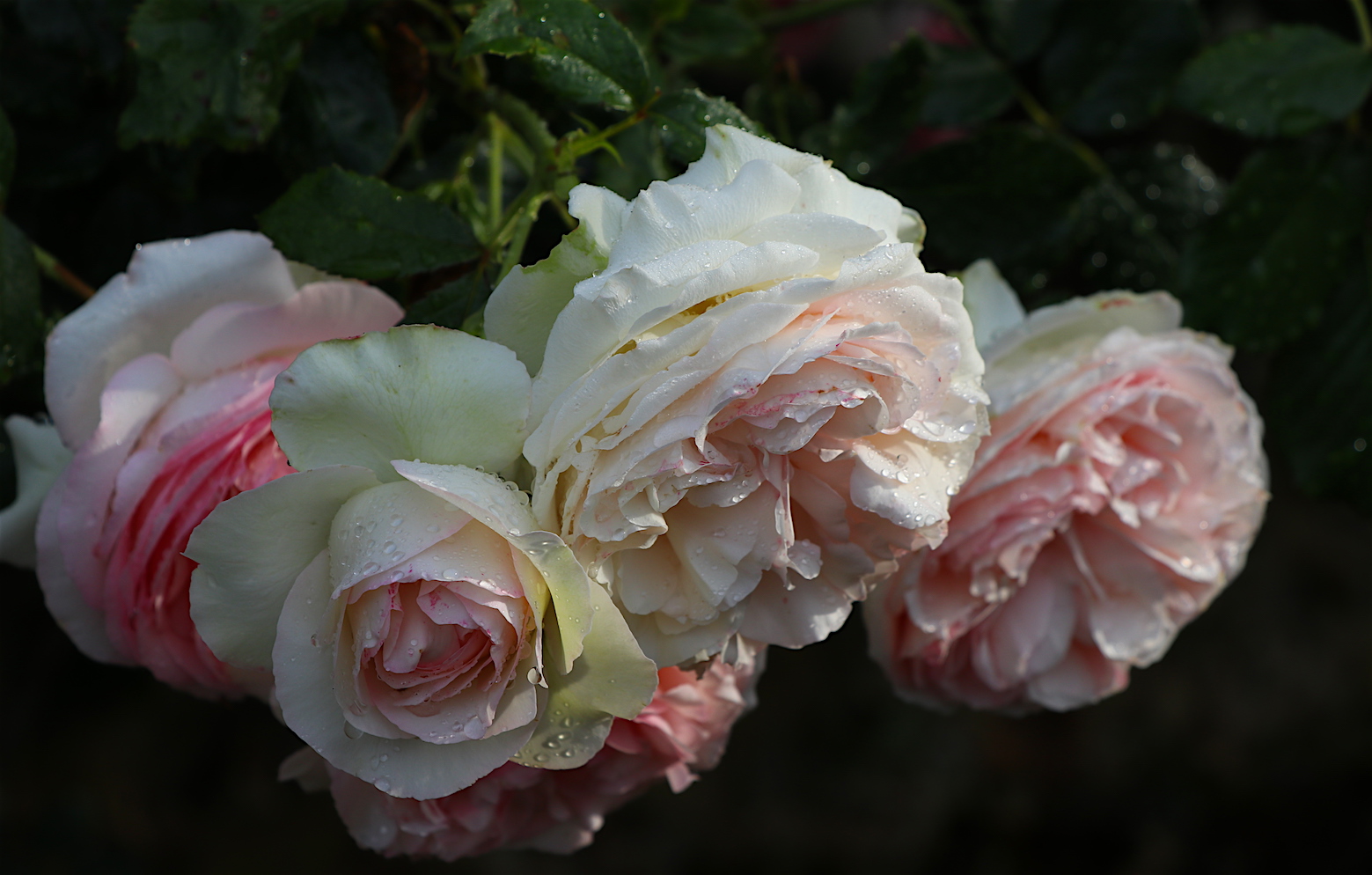 IMG_4645 - copie.JPG