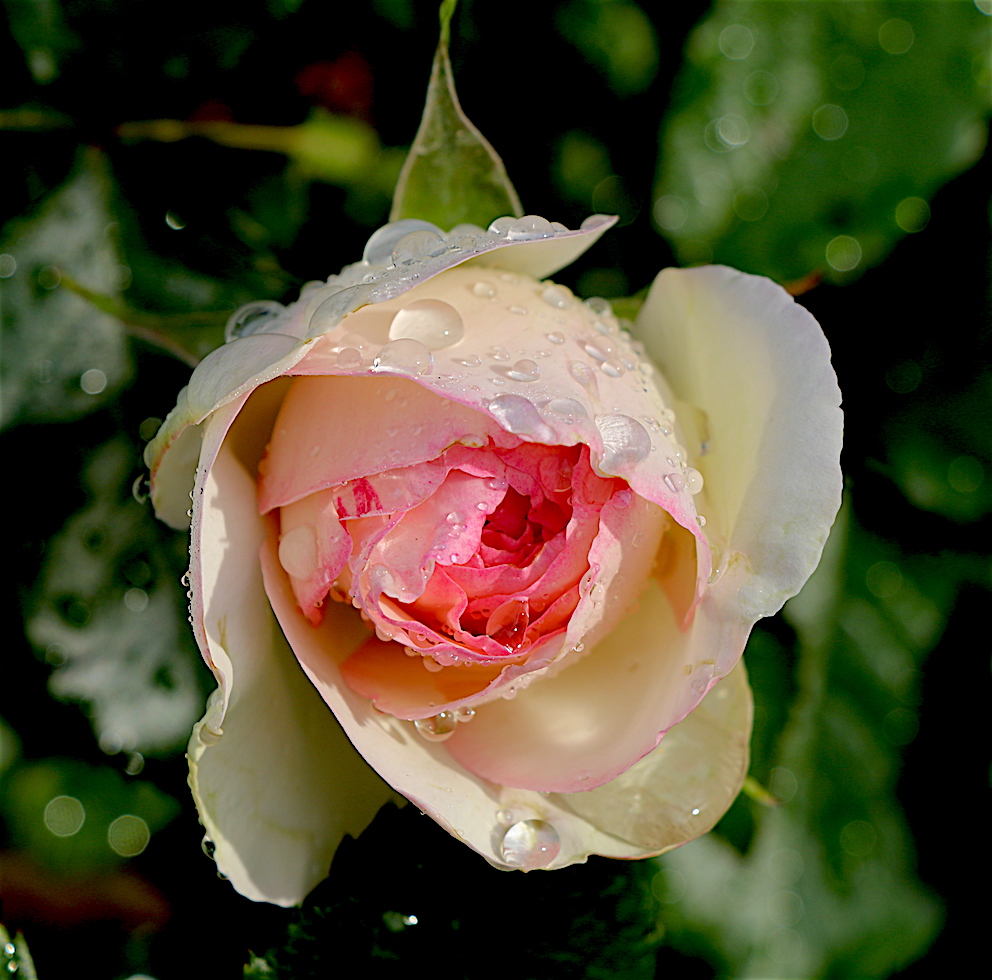 IMG_4652 - copie.JPG