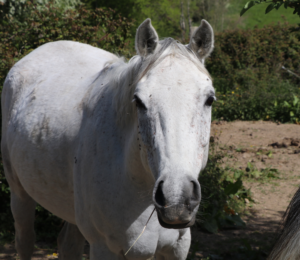IMG_4816 - copie.jpg