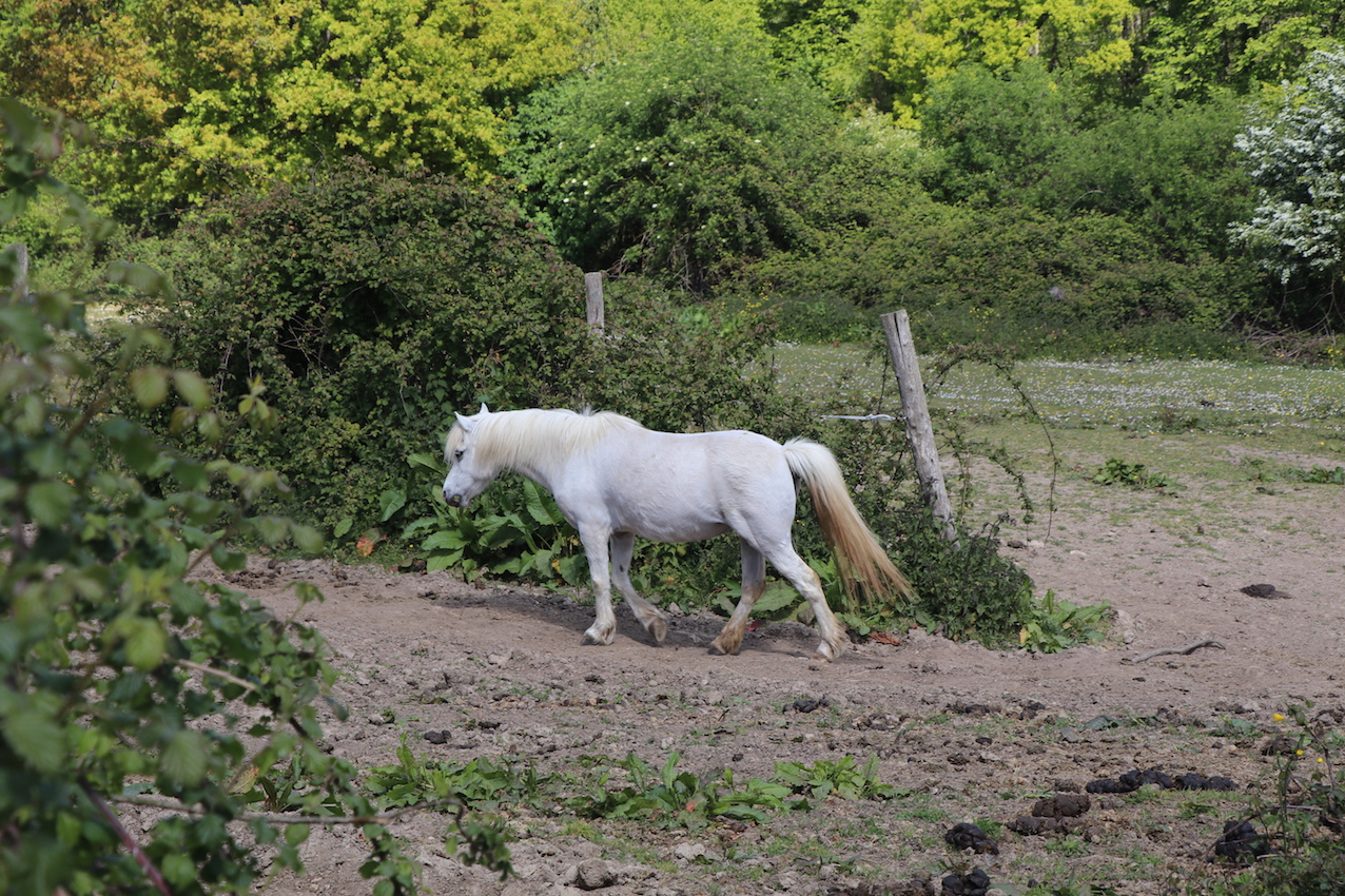 IMG_4818 - copie.jpg