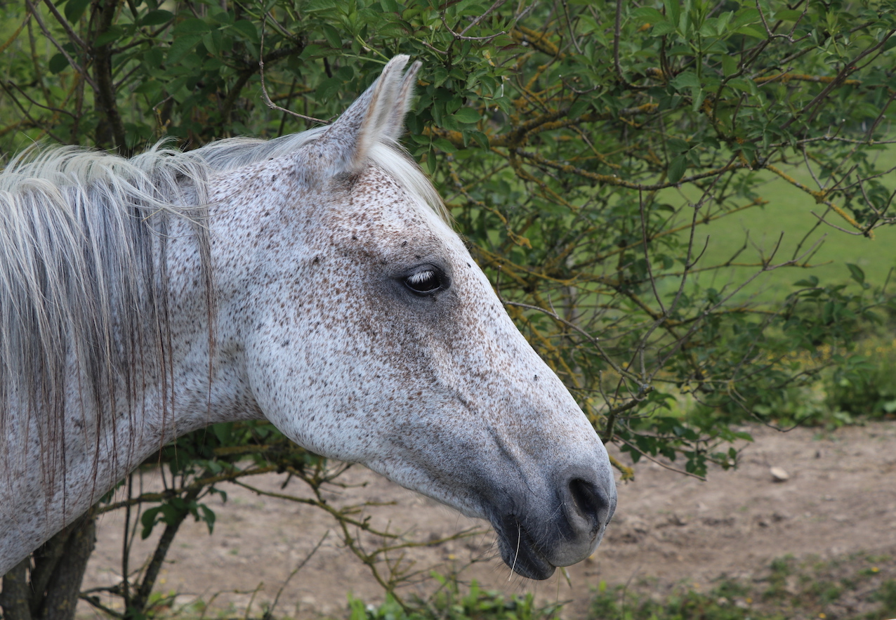IMG_4821 - copie.jpg