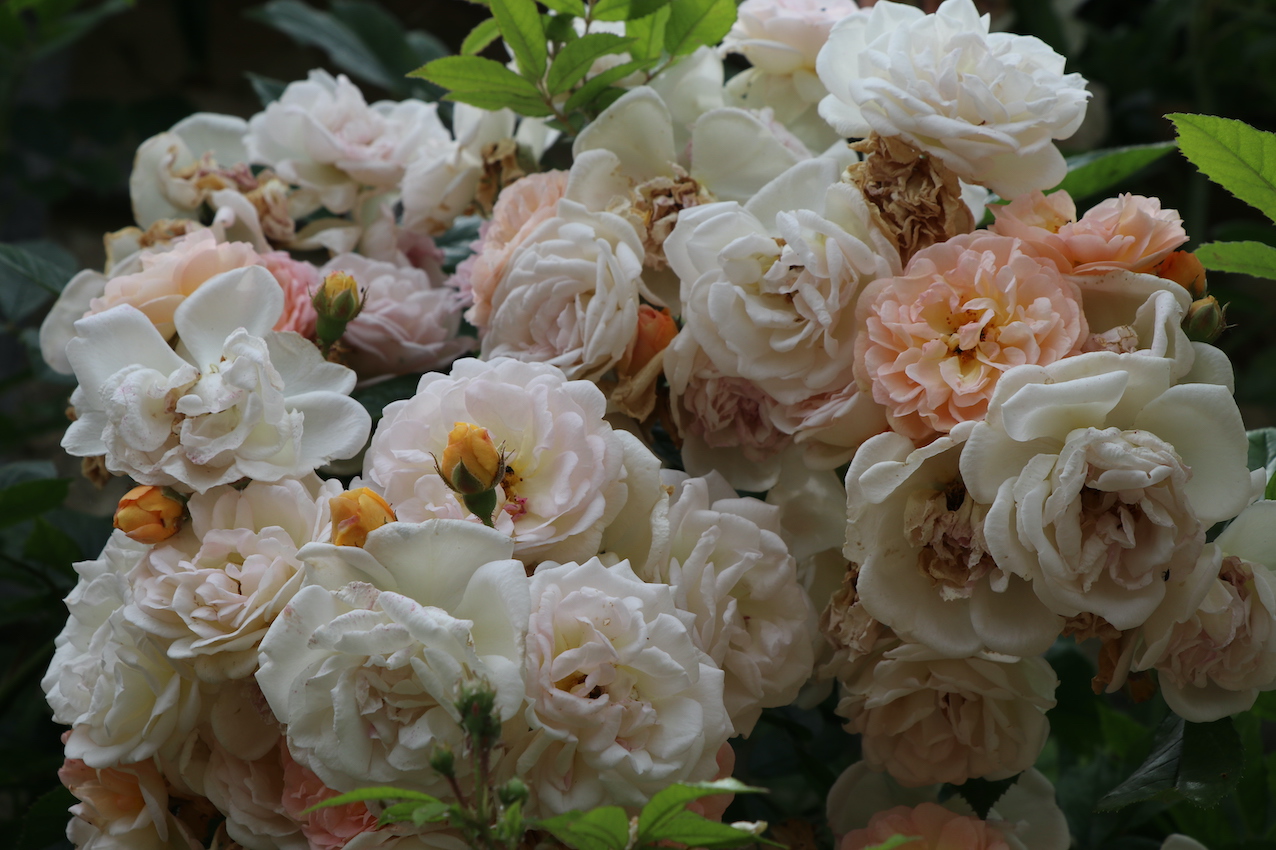 IMG_5062 — копия.JPG