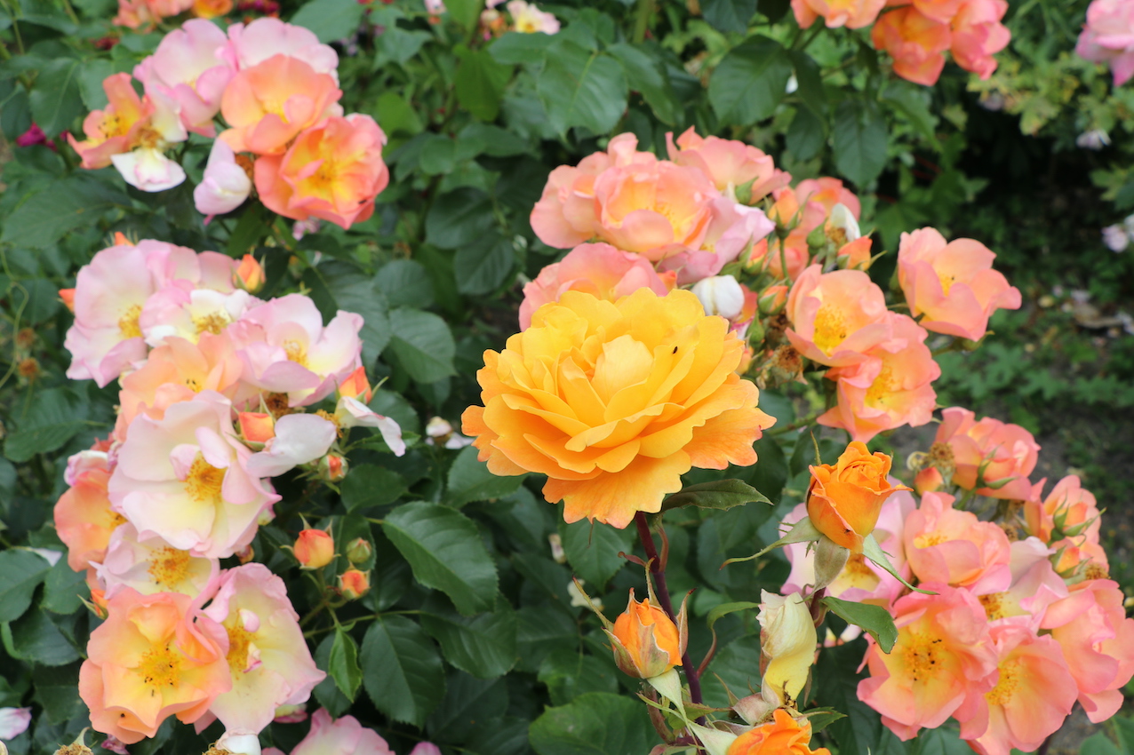 IMG_5065 — копия.JPG