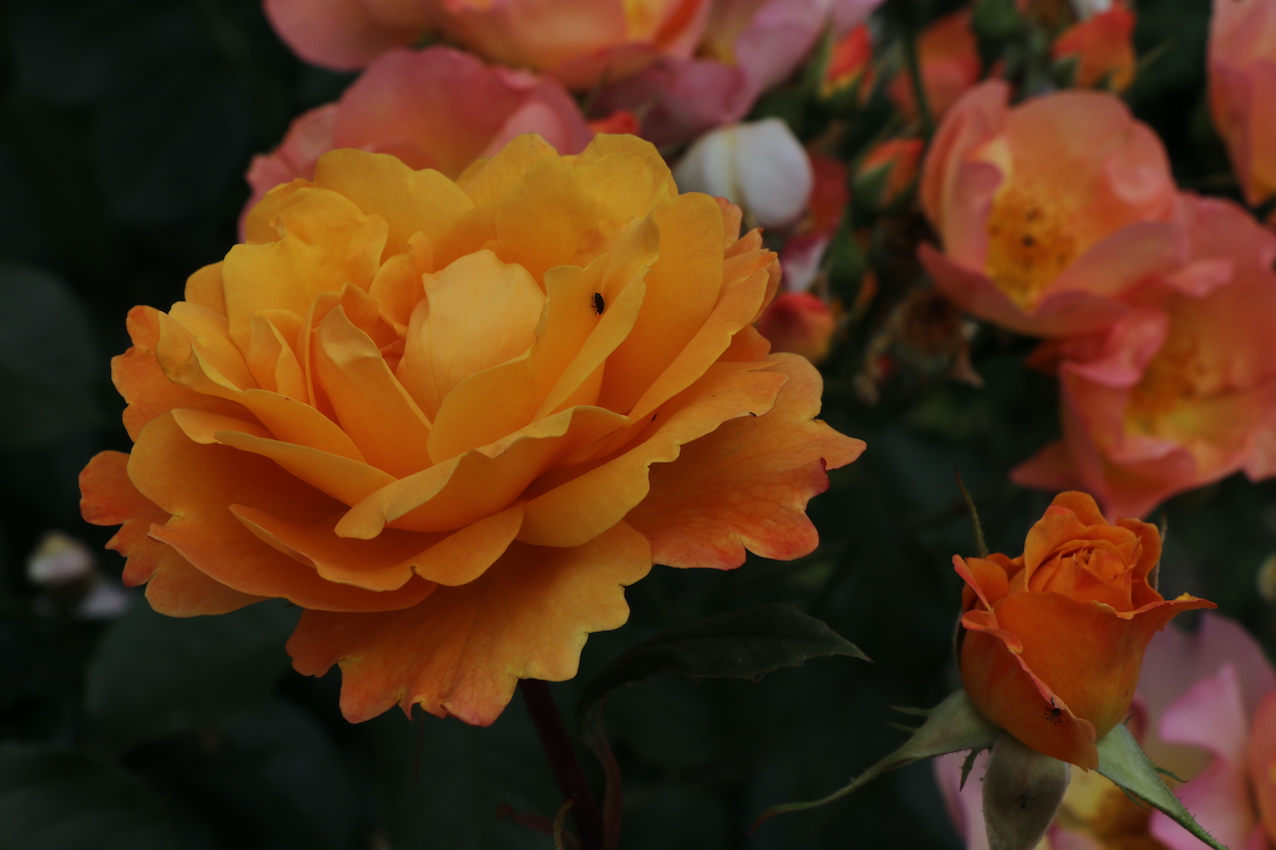 IMG_5070 — копия.JPG