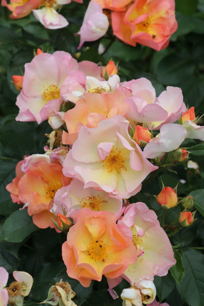 IMG_5071 — копия.JPG